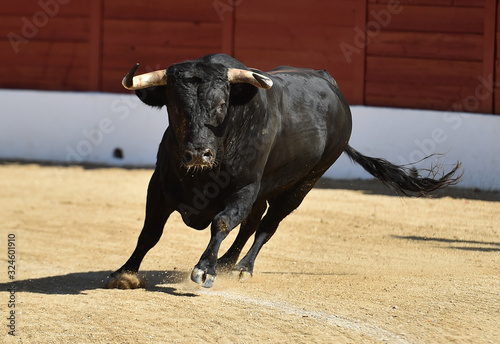 majestuoso toro español