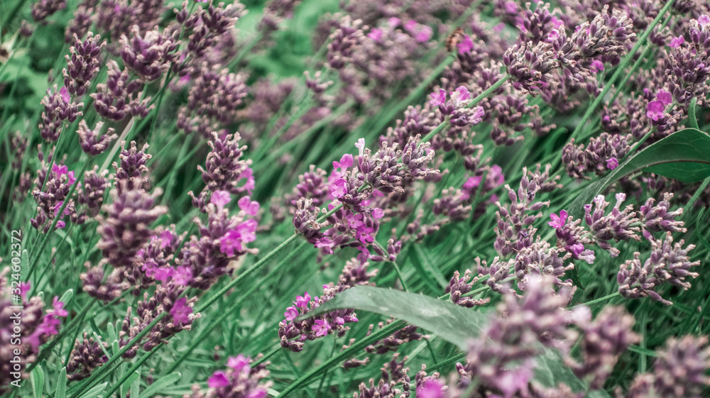 Casia lavender lavandula purple blooming flowers close up summer meadow green field as natural botanical background Casia lavender lavandula purple blooming flowers close up summer meadow green field as natural botanical background