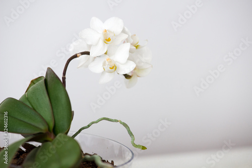 Macro photography of petals of a blooming orchid phalaenopsis isolated on white background.