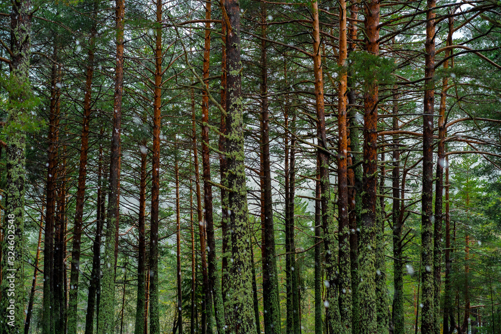 Obraz premium śnieżny las