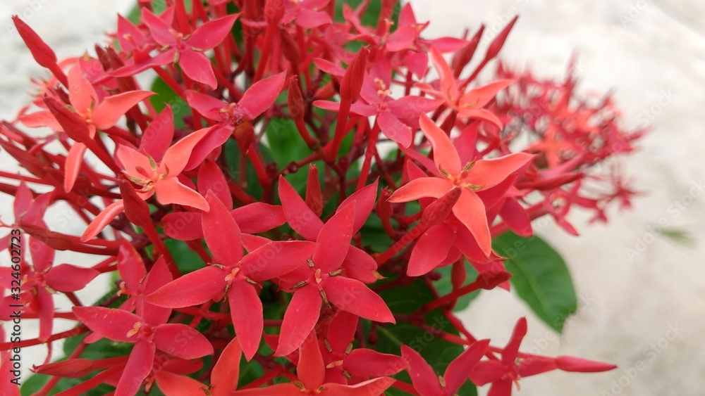 Fototapeta premium red flowers on a white background