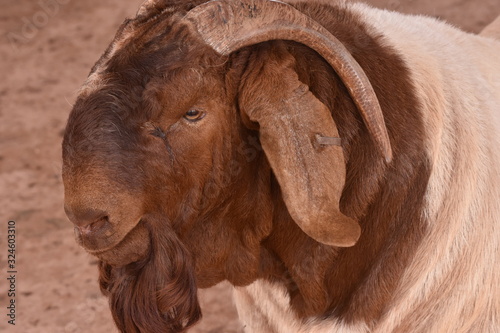 Boer Buck and Does in South Africa