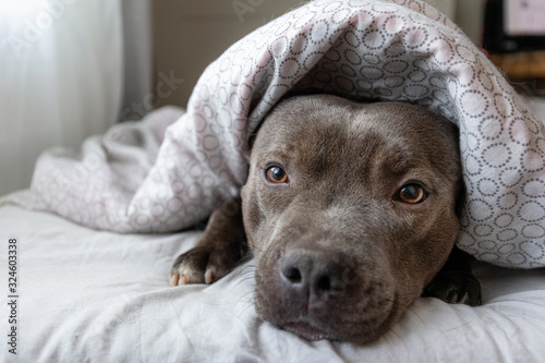 Focused young dog lying under blanket on bed photo