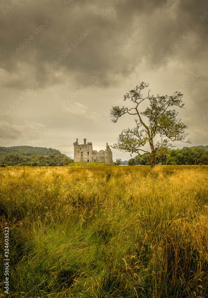 Old tree in a wheat field with old castle ruin in the background Old tree in a wheat field with old castle ruin in the background