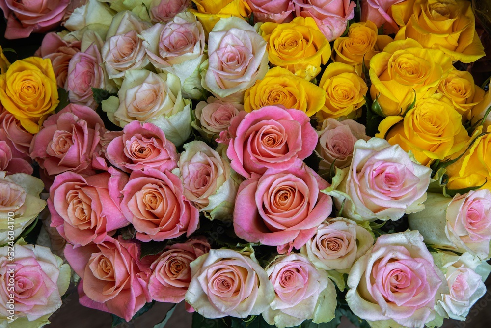 Background of beautiful roses close-up