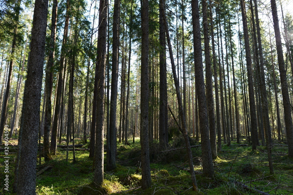 Fototapeta premium Spring coniferous forest of fallen branches on green moss in the morning sunlight