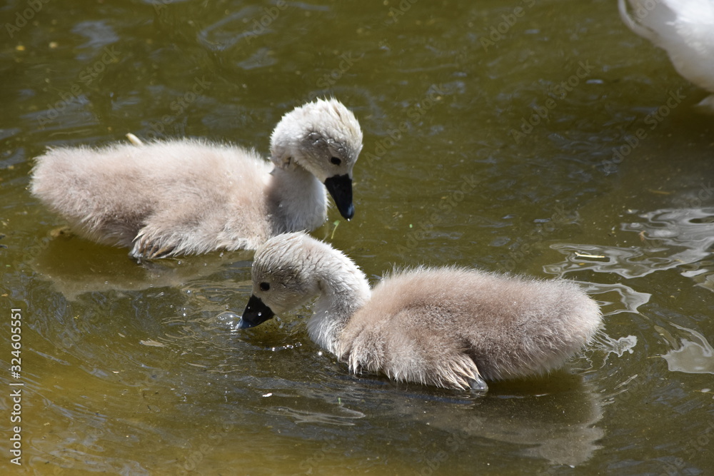 swan and signets