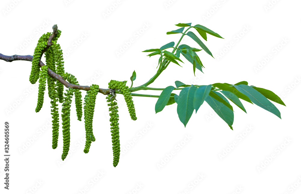 Obraz premium Spring twig with catkins of walnut tree on white isolated background 