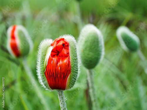 Bilde på lerret Buds of red poppies that are just blooming