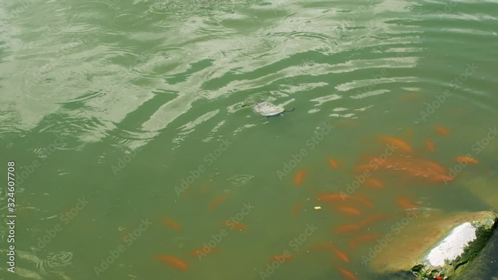 Turtles swim in a pond, Malaysia. Turtles swim in a pond, Malaysia.
