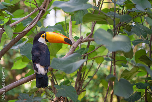 The beautiful toucan is on the green tree.