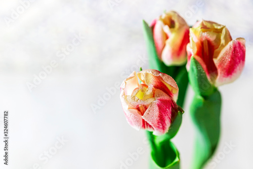 Blooming spring flowers tulips with transparent dew water drops on petals. Spring background.