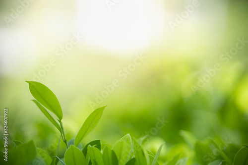 Close up of nature view green leaf on blurred greenery background under sunlight with bokeh and copy space using as background natural plants landscape, ecology wallpaper concept.