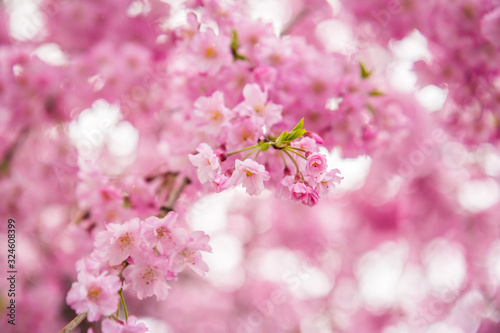 japanese cherry blossoms sakura tree