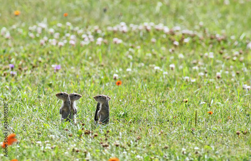 Four American ground squirrels, standing alert, (Ictidomys tridecemlineatus) looking in different directions. Four thirteen lined, striped gopher, leopard ground squirrel, or squinney, Grass green photo