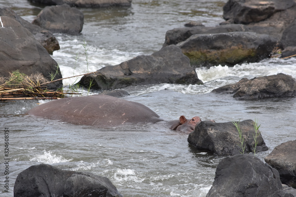 Naklejka premium hippo in the rocks
