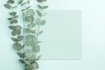 Green eucalyptus branch with leaves on paper blue background. Top view, flat lay, mock up with copy space