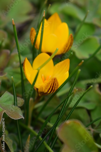 yellow flower