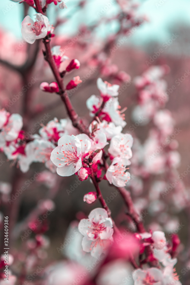 cherry blossom in spring cherry blossom in spring