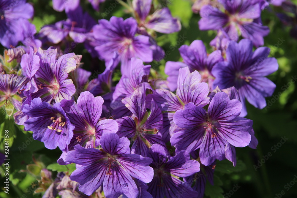 purple flowers in the garden purple flowers in the garden