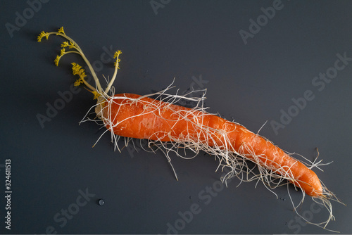 une carotte envahie par les racines photo