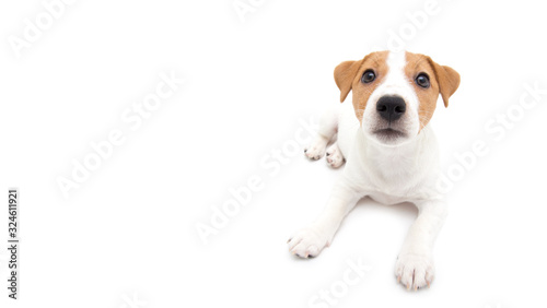 Jack Russell Terrier puppy isolated on white background