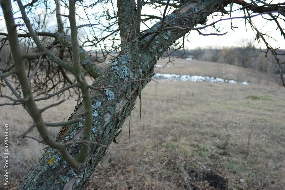  tree trunk with bare branches