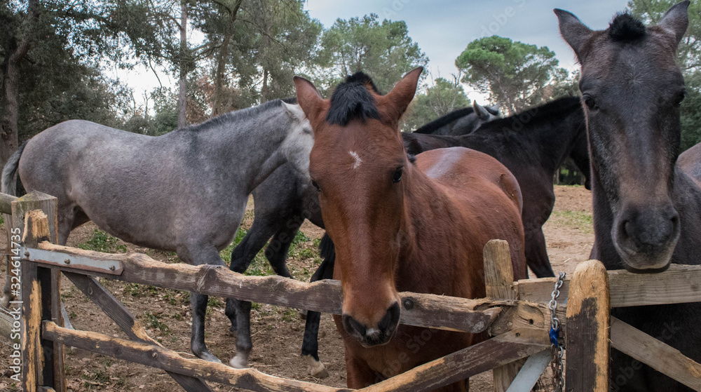 Several Spanish horses. closely shaven horses Several Spanish horses. closely shaven horses