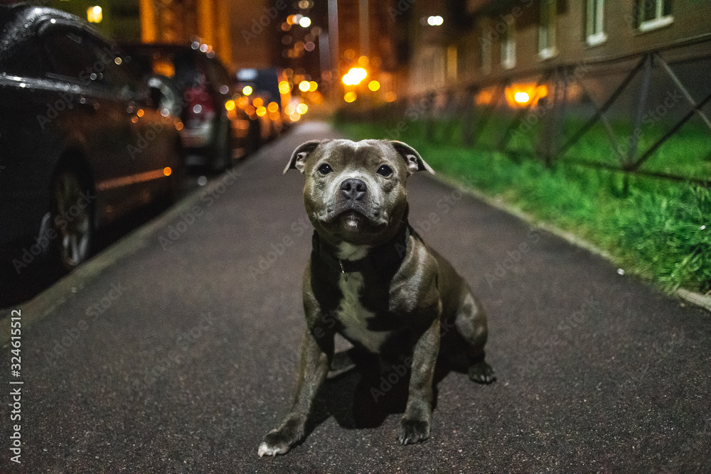 Kind American Staffordshire Terrier sitting on asphalt