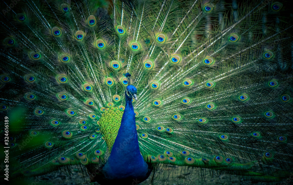 Obraz premium A beautiful male peacock expanded feathers