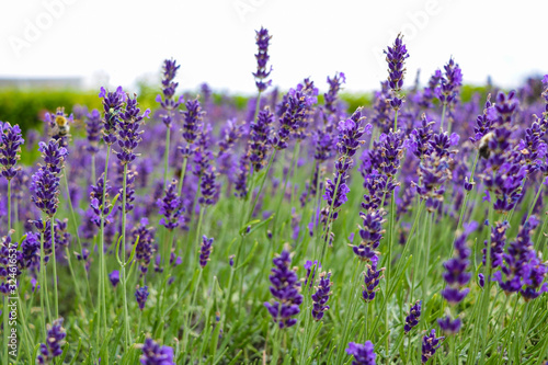 lavender flowers in the garden in the summer.