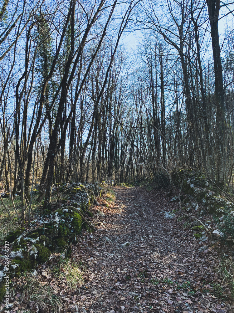 Hiking in the forest, pathway Hiking in the forest, pathway