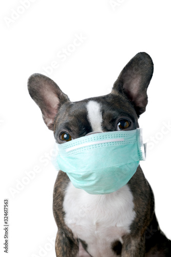 Portrait boston terrier dog with medical doctor mask pure breed white background