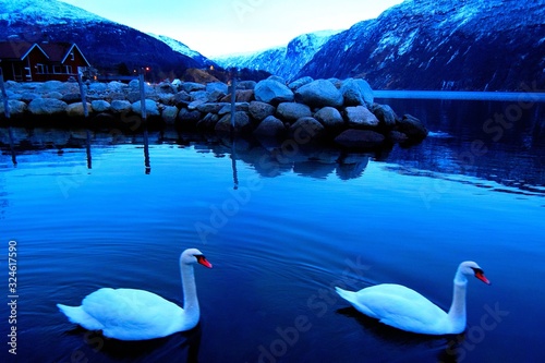 Fototapeta Naklejka Na Ścianę i Meble -  swan on lake