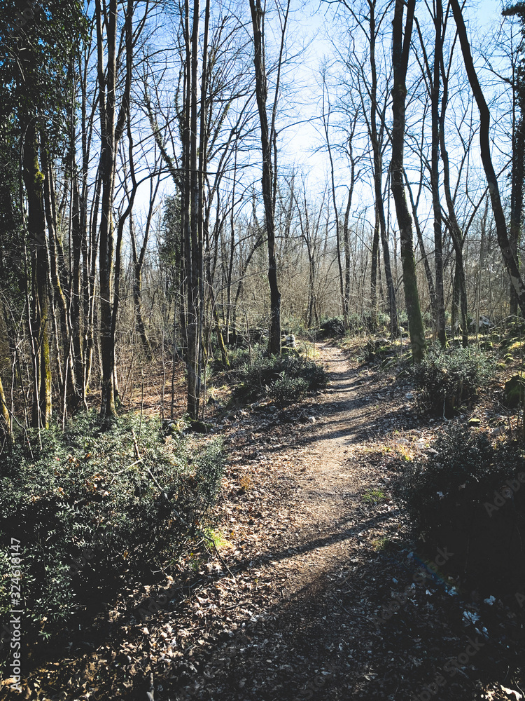 Obraz premium Hiking in the forest, pathway