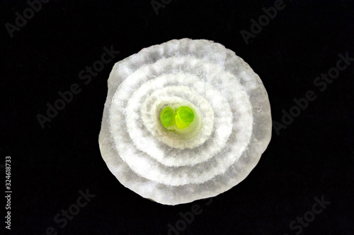 Single thin white color onion slice ring cut isolated on black background close up top view.