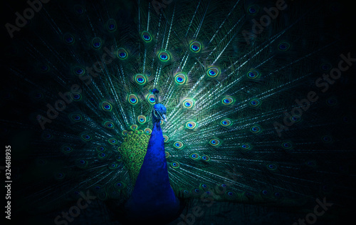 Peacock opens a beautiful, dreamy and mysterious tail.