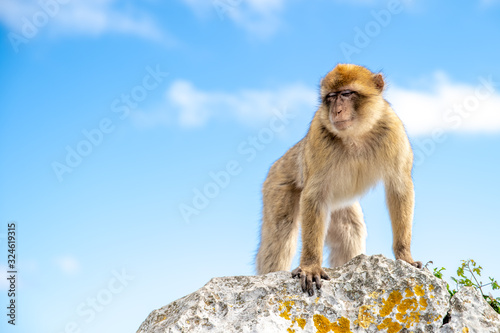 monkey Macaca sylvanus in the wild on the Gibraltar peninsula