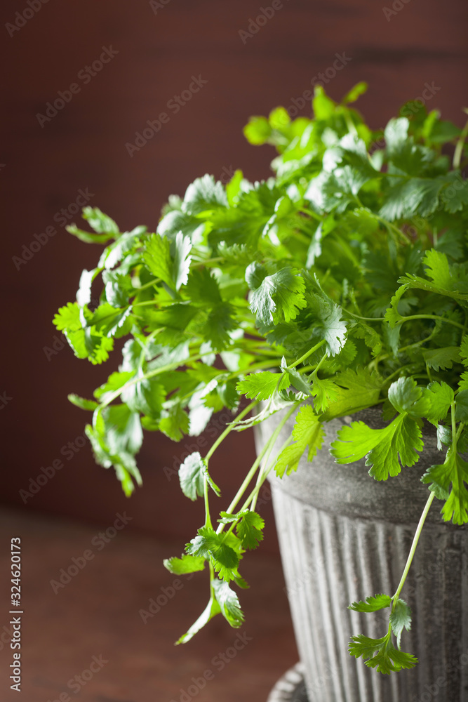 fresh cilantro herb in flowerpot fresh cilantro herb in flowerpot
