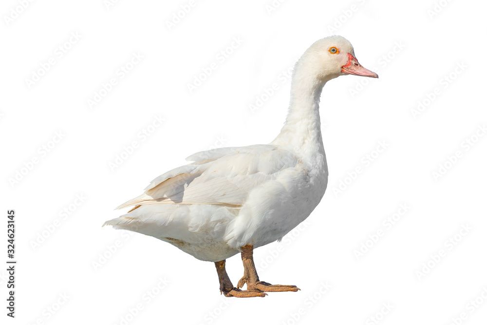 White farm duck cut out on white background. White farm duck cut out on white background.