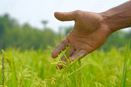 Close up of farmer hand on crop field, close up  © Towfiqu Barbhuiya 