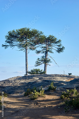 two araucarias on hilltop photo