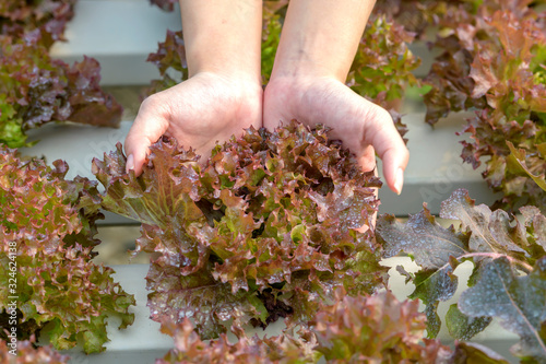 Organic vegetables. Farmers hands with freshly harvested vegetables.