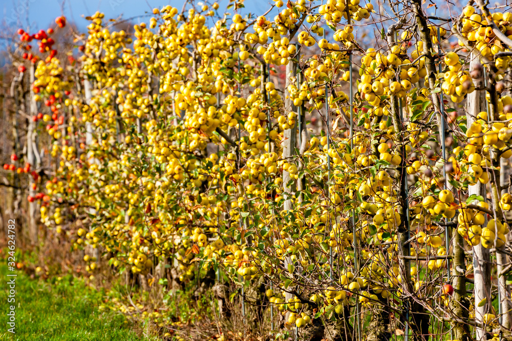 orchard with apples, Southern Moravie, Czech Republic orchard with apples, Southern Moravie, Czech Republic
