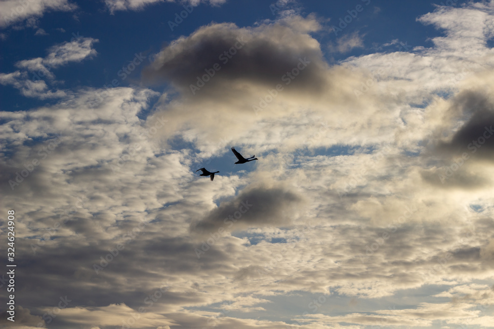 isolated mallard ducks couple anas platyrhynchos flying in blue sky