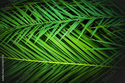 tropical palm leaves  jungle leaf floral background