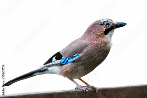 Eurasian jay (Garrulus glandarius) perched on wooden fence against white background