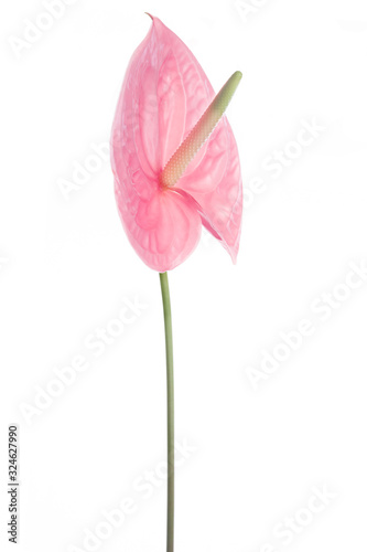 Single beautiful anthurium flower.