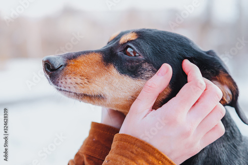 Valokuva Portrait of a dachshund in human hands