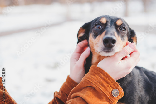 Portrait of a happy little dog in human hands. Dachshund being hugged at a walk in cold winter season photo